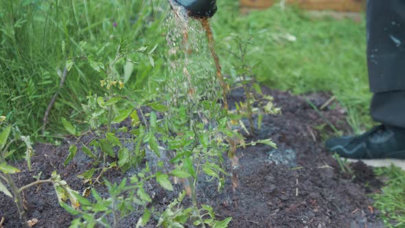 Watering tomato plants with natural liquid fertilizer