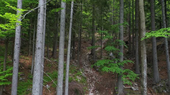 Flying over the spring forest