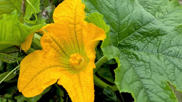 Female Pumpkin Flower Growing in the Garden