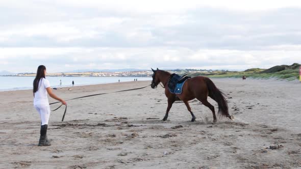 A female rider trains a horse at a beach, holding her by the reins. A woman holds a horse on a leash