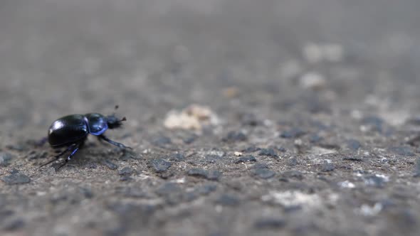 Beetle Walking by.