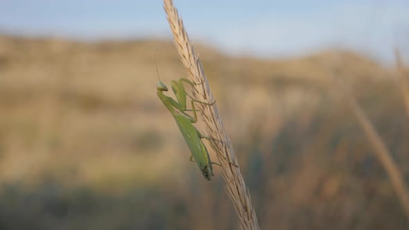 Insects in Their Natural Habitat, A Praying Mantis Sits on a Mature Inflorescence