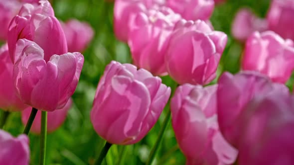 Blooming Tulips in Flower Garden