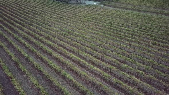 Vista Of Rows Of Vines For Wine Production In Barossa Valley, Adelaide, South Australia. Aerial Shot