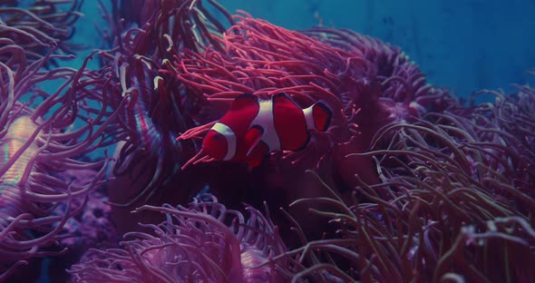 Clown Fish and Sea Anemone Under the Sea