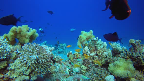 Tropical Blue Water Colorful Fishes