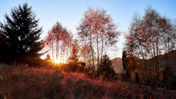 Sunset Behind the Trees in Autumn Warm colorsTrees and Dry Grass Illuminated By the Rays of the Sun