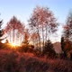 Sunset Behind the Trees in Autumn Warm colorsTrees and Dry Grass Illuminated By the Rays of the Sun - VideoHive Item for Sale