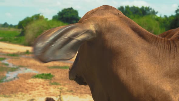 Close up of Thai cow in nature on sunny day looking at camera with flies on face and weaving with ea
