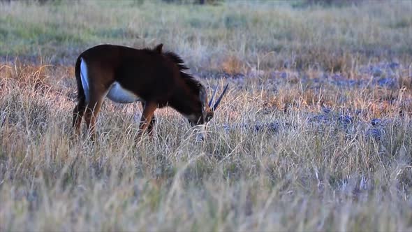 Juvenile Sable Antelope feeds on grass on the dry Botswana savanna