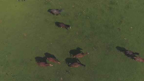 Aerial of horses on a pasture
