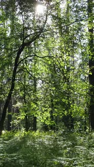 Vertical Video of a Forest with Trees