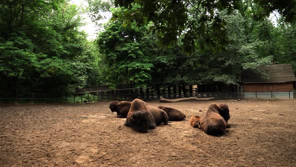 View of bison at the zoo in Nyiregyhaza, Hungary