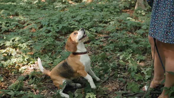 Dog Walker with Dogs Enjoying in Park. Walking Dog Servise in Park Training Professional