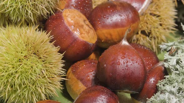 Group of peeled and unpeeled chestnuts with water droplets on their surface