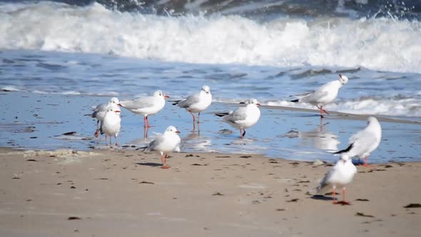 White Sea Gulls on the Sandy Beach of the Sea Shore on a Sunny Day