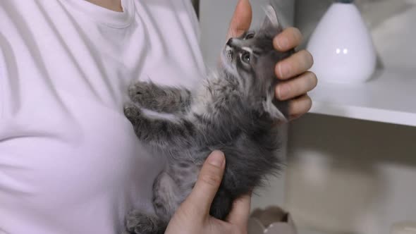 Woman Stroking a Kitten Cat and Man Interaction
