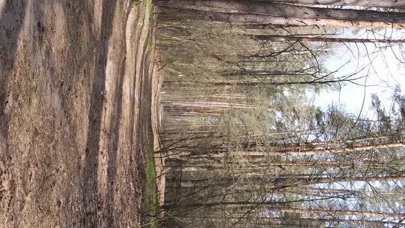 Vertical Video of a Road in the Forest Slow Motion