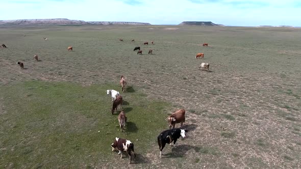 Herd of Cows Grazing on Plain Next to Flat Mesa Mountain Topography