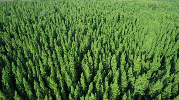 Aerial view from drone over pine forest. 4K