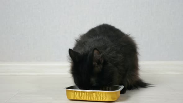 Beautiful Longhaired Black Cat Eating Dry Food on the Floor