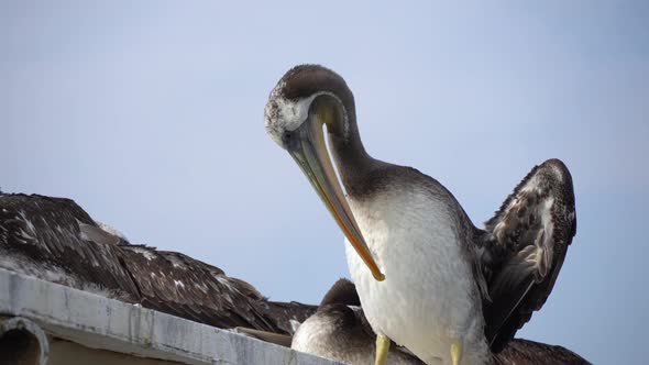 Close-up of Peruvian Pelican scratching plumage on top of a rooftop