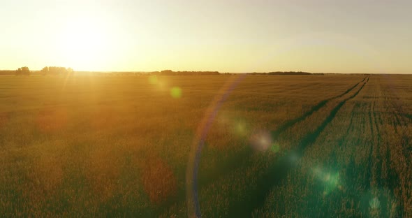 Low Altitude Flight Above Rural Summer Field with Endless Yellow Landscape at Summer Sunny Evening