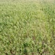 field sunhemp - VideoHive Item for Sale