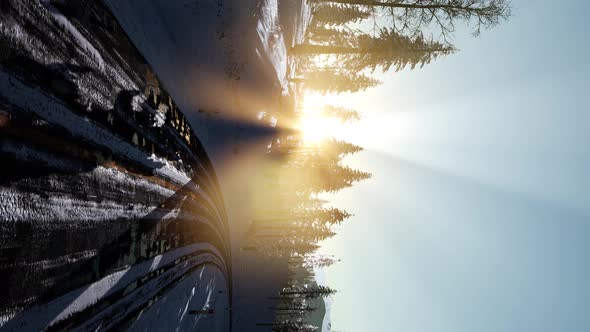 Winter Deciduous Forest on a Foggy Morning alt