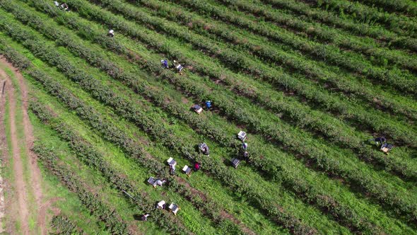 Flying Over Workers Picking Blueberries in Blueberry Farm 4k