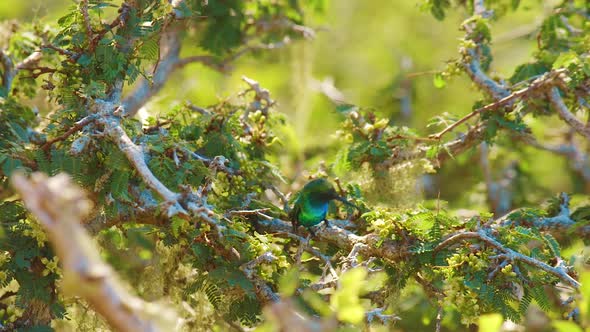 A beautiful blue-tailed emerald Hummingbird hovering and drinking nectar with it's long beak - Mediu