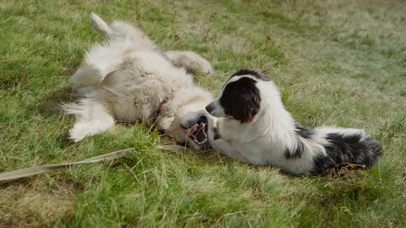 Dogs Wallow Green Grass Sunny Day Close Up