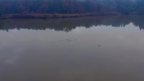 Landscape with ducks on the lake at misty autumn morning in Central Europe. Aerial view tracking