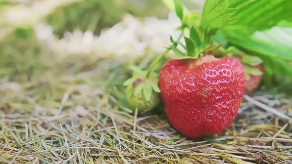 Caucasian Male Hands are Picking Up Red and Ripe Strawberry Fruit From the Bush