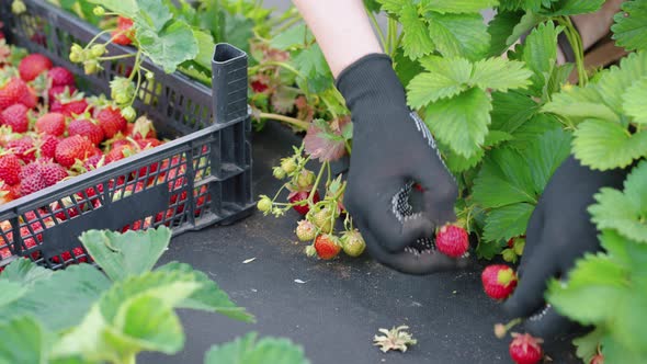 Hands of Farmer Picking Strawberries on Farm