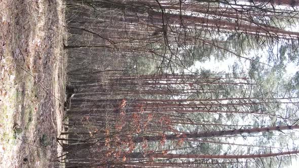 Vertical Video of Trees in a Pine Forest Slow Motion