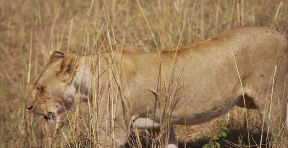 Female lion walking in the savanna