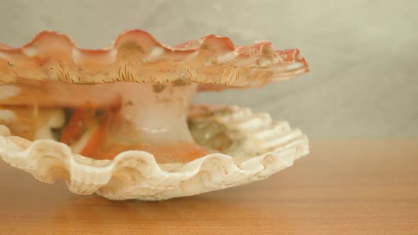 Live Mollusk with Opened Shell Lying on Wooden Table