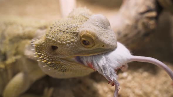 Bearded Agama Male Eats Mouse in Terrarium