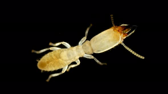 Termite (Isoptera) Reticulitermes Speratus Under a Microscope, Family Rhinotermitidae