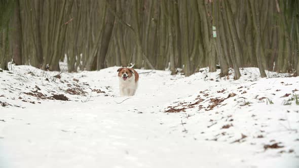 A Big Saint Bernard Dog Runs Actively in a Winter Forest