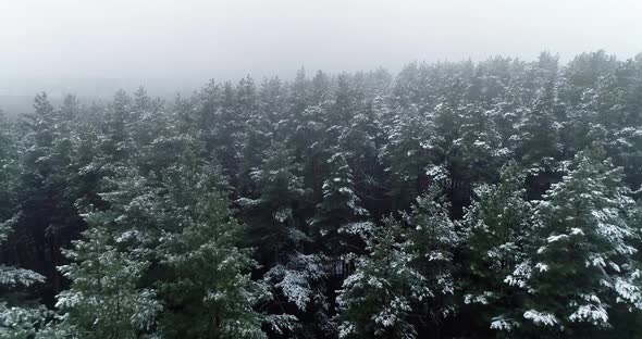 Top view of the snow-covered tops of the trees