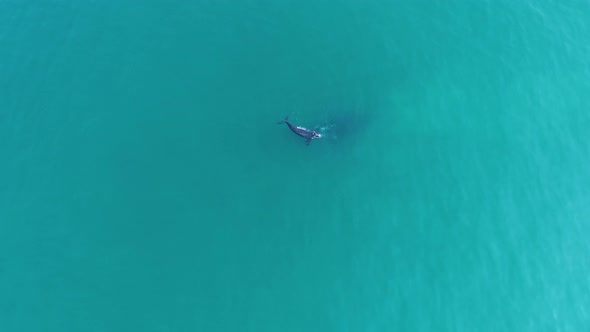 Aerial - high top-down view of Southern Right whale calf playing on top of its mother below the surf