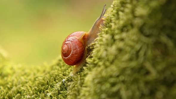 Snail