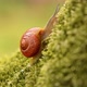 Snail - VideoHive Item for Sale