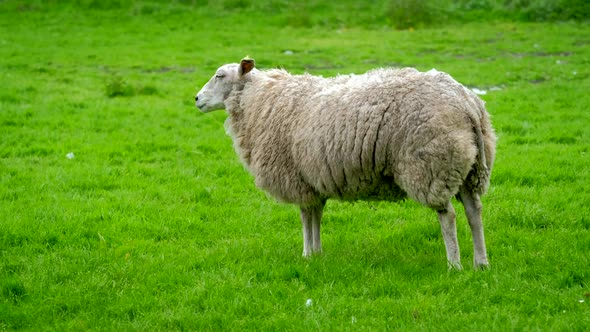 Sheep Gazing in Green Grass