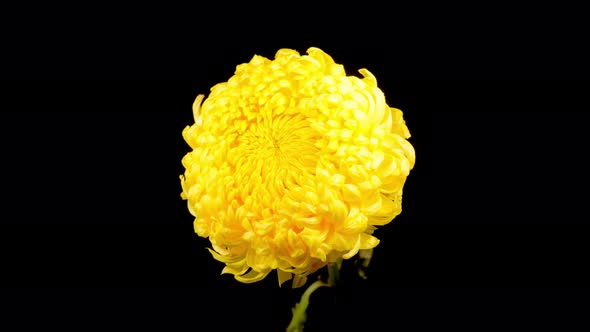 Beautiful Yellow Chrysanthemum Flower Opening