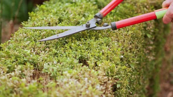 Man Cuts Bushes in the Garden with Large Pruner