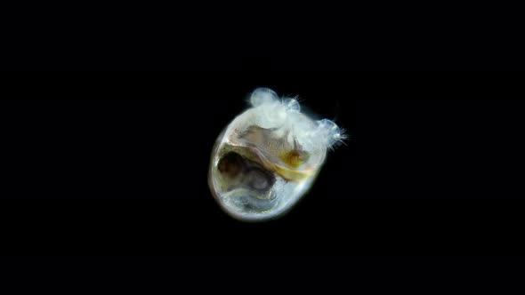 Larva Sea Snail Under a Microscope Called Veliger Class Gastropoda Phylum Mollusca
