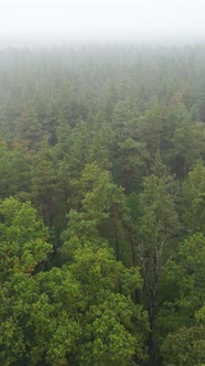 Vertical Video Fog in the Forest Aerial View